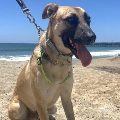 FRANC, Adoptable, Young Male Belgian Shepherd / Malinois & Mixed Breed.