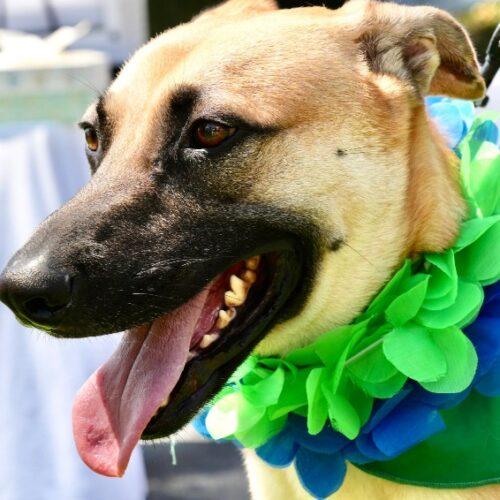 Enlarge FRANC, a Adoptable mixed breed in San Juan Capistrano, CA image 3/6