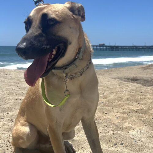 Enlarge FRANC, a Adoptable mixed breed in San Juan Capistrano, CA image 4/6