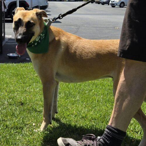Enlarge FRANC, a Adoptable mixed breed in San Juan Capistrano, CA image 5/6