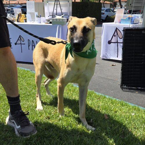 Enlarge FRANC, a Adoptable mixed breed in San Juan Capistrano, CA image 6/6
