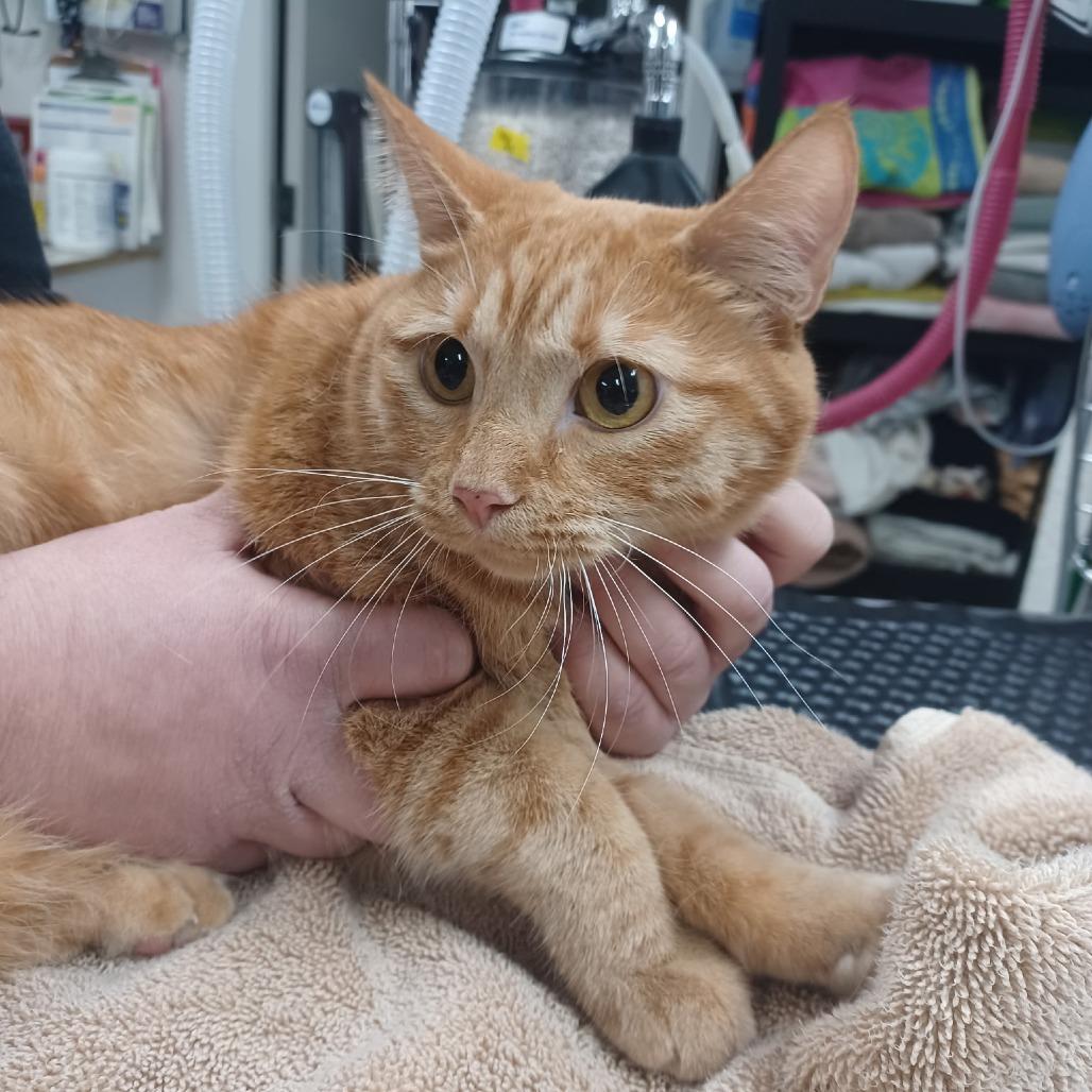 Poppy, Adoptable, Adult Female Domestic Short Hair.