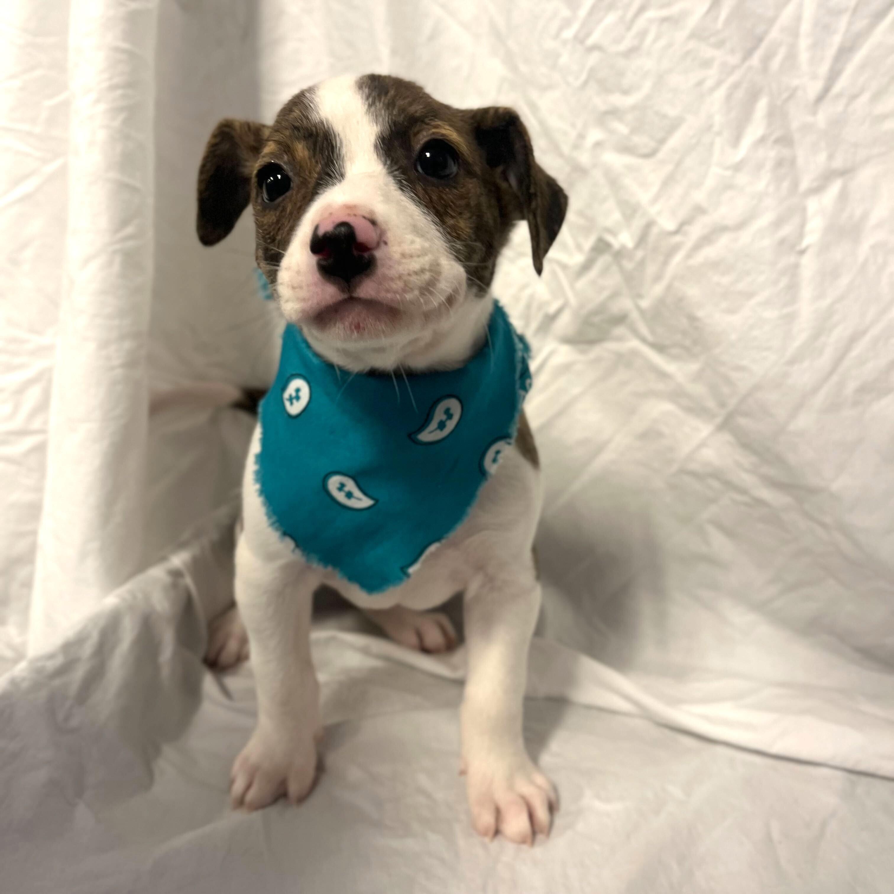 Soy, adoptable, Puppy Female Mixed Breed.