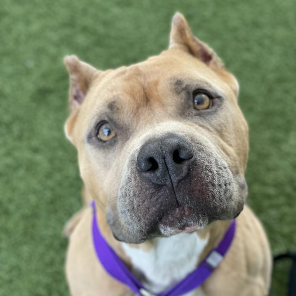 Nala, Adoptable, Adult Female Pit Bull Terrier.