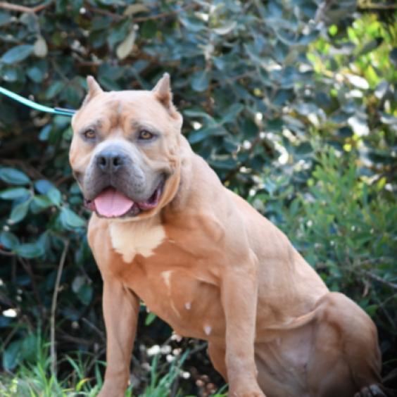 Enlarge Nala, a Adoptable Pit Bull Terrier in Los Angeles, CA image 2/5