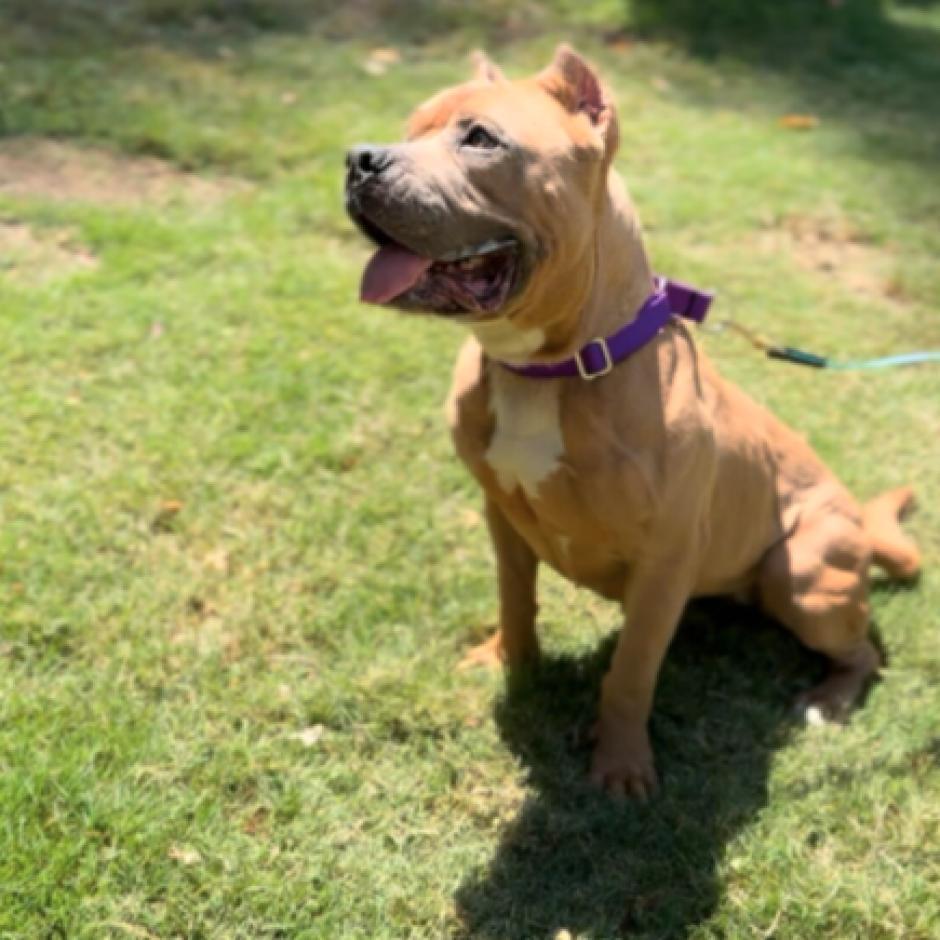 Enlarge Nala, a Adoptable Pit Bull Terrier in Los Angeles, CA image 3/5