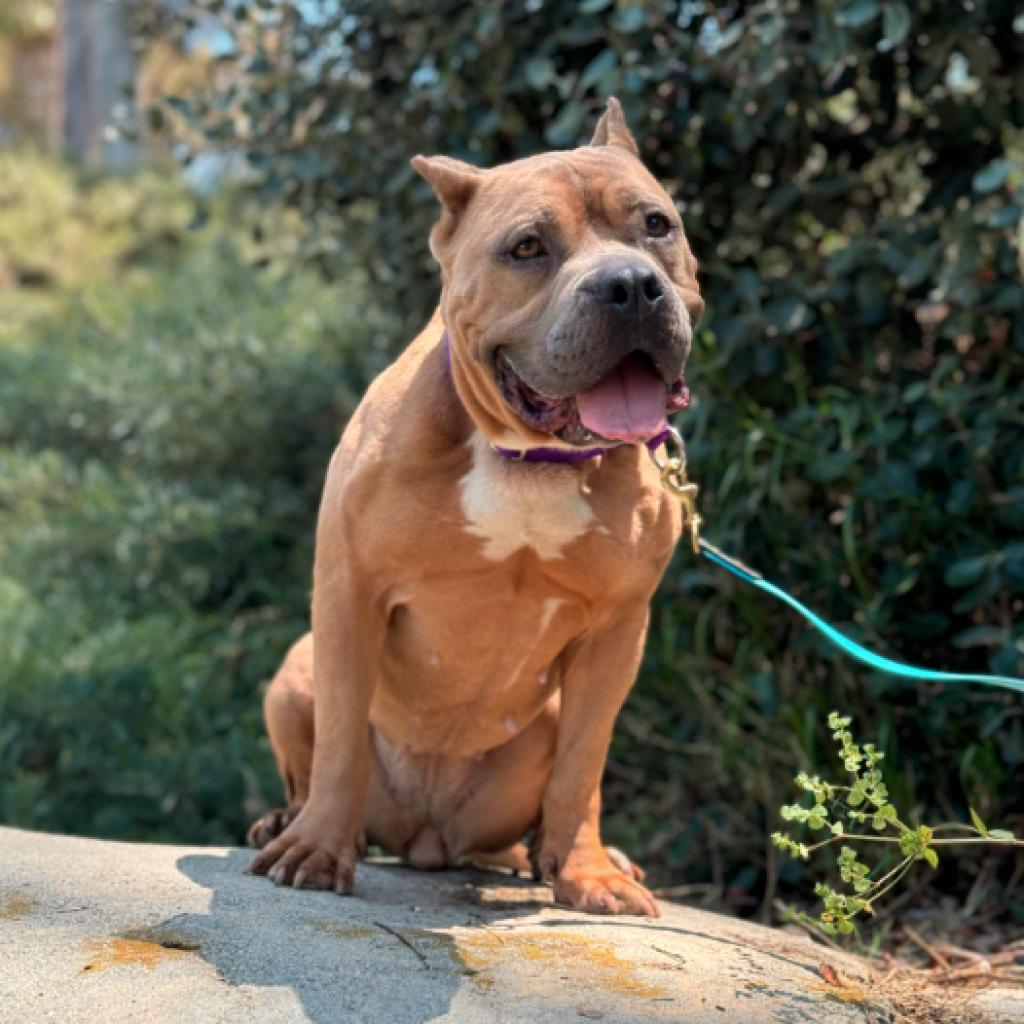 Enlarge Nala, a Adoptable Pit Bull Terrier in Los Angeles, CA image 4/5