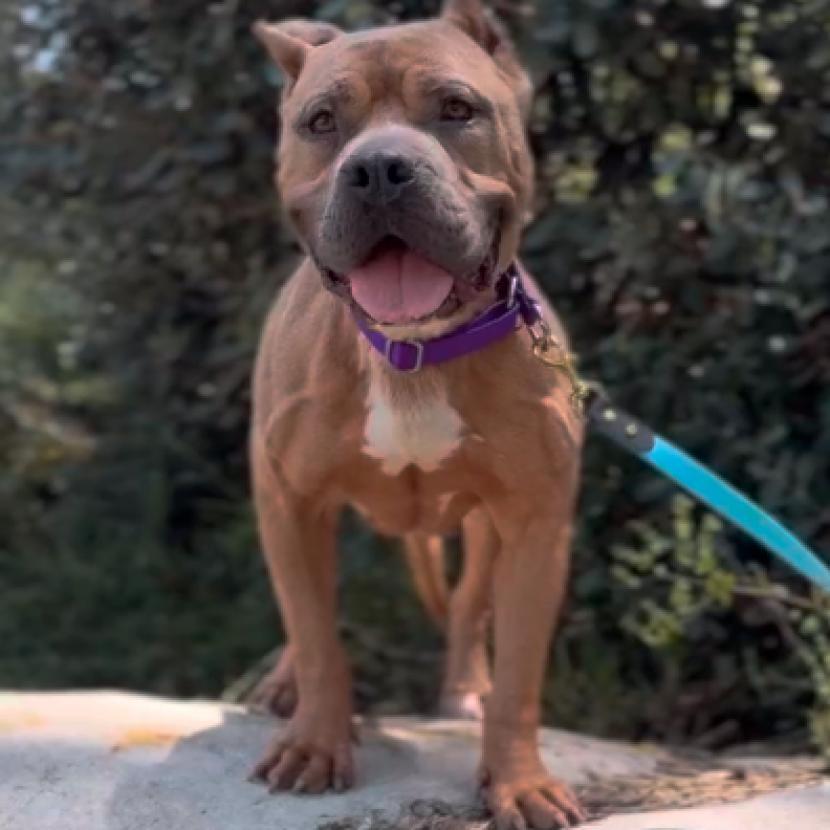Enlarge Nala, a Adoptable Pit Bull Terrier in Los Angeles, CA image 5/5
