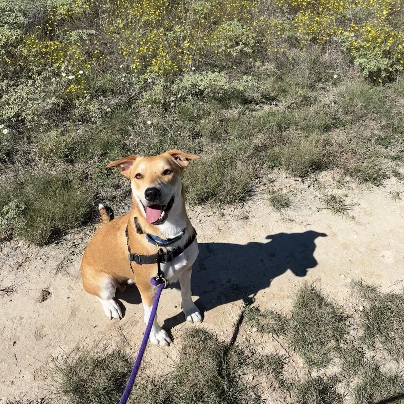 Enlarge Treasure, a Adoptable mixed breed in Pflugerville, TX image 2/6