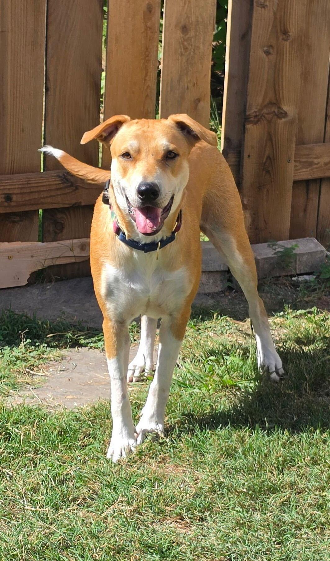 Enlarge Treasure, a Adoptable mixed breed in Pflugerville, TX image 3/6
