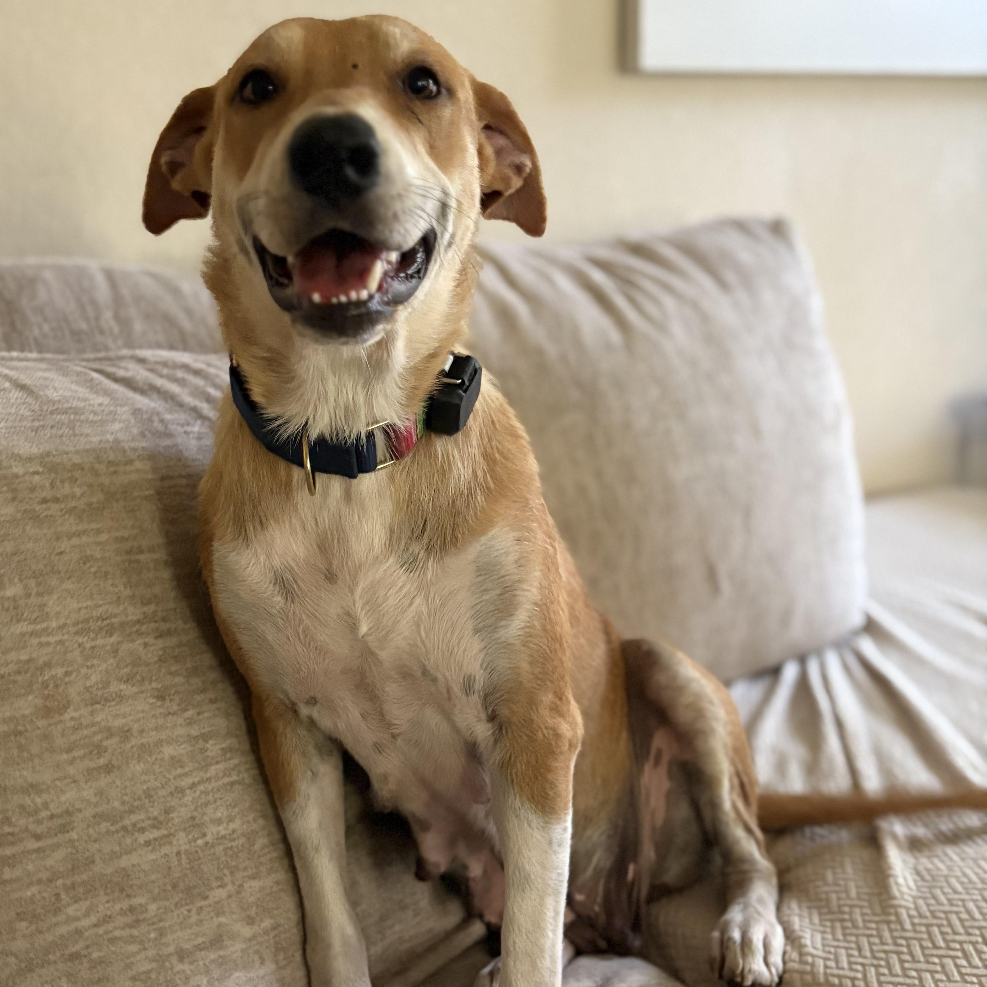 Enlarge Treasure, a Adoptable mixed breed in Pflugerville, TX image 1/6