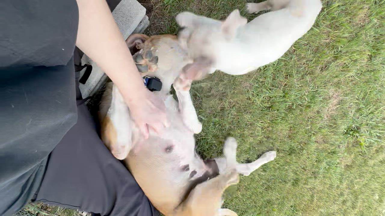 Enlarge Treasure, a Adoptable mixed breed in Pflugerville, TX video 5/6