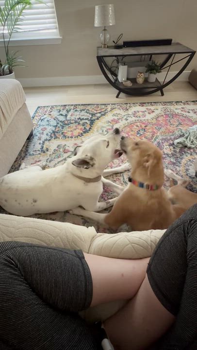 Enlarge Treasure, a Adoptable mixed breed in Pflugerville, TX video 4/6