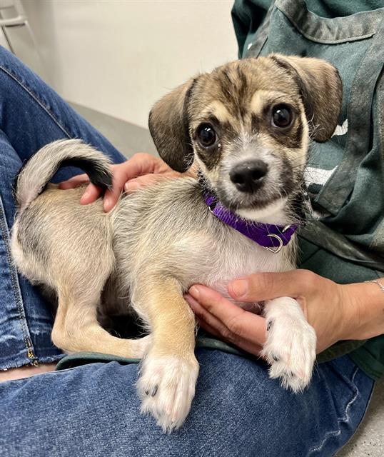 WIFI, Adoptable, Puppy Male Parson Russell Terrier.
