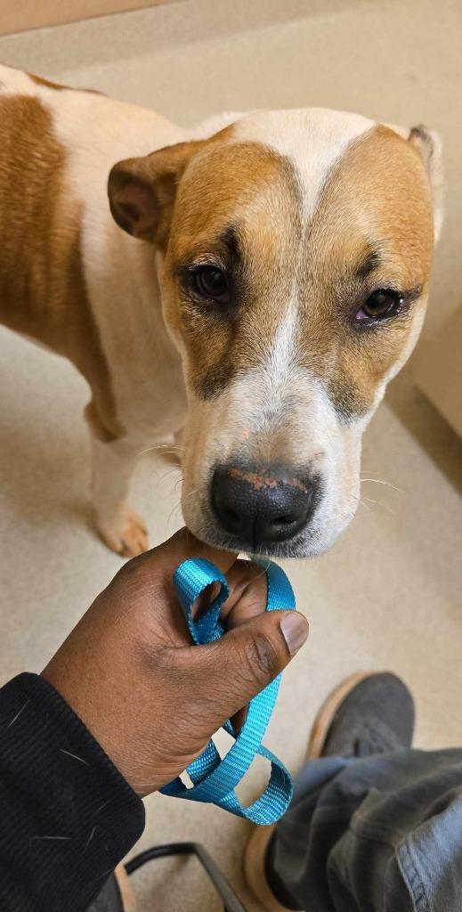 Penelopi (Courtesy Post), a Adoptable mixed breed in Rutherfordton, NC image 1/6