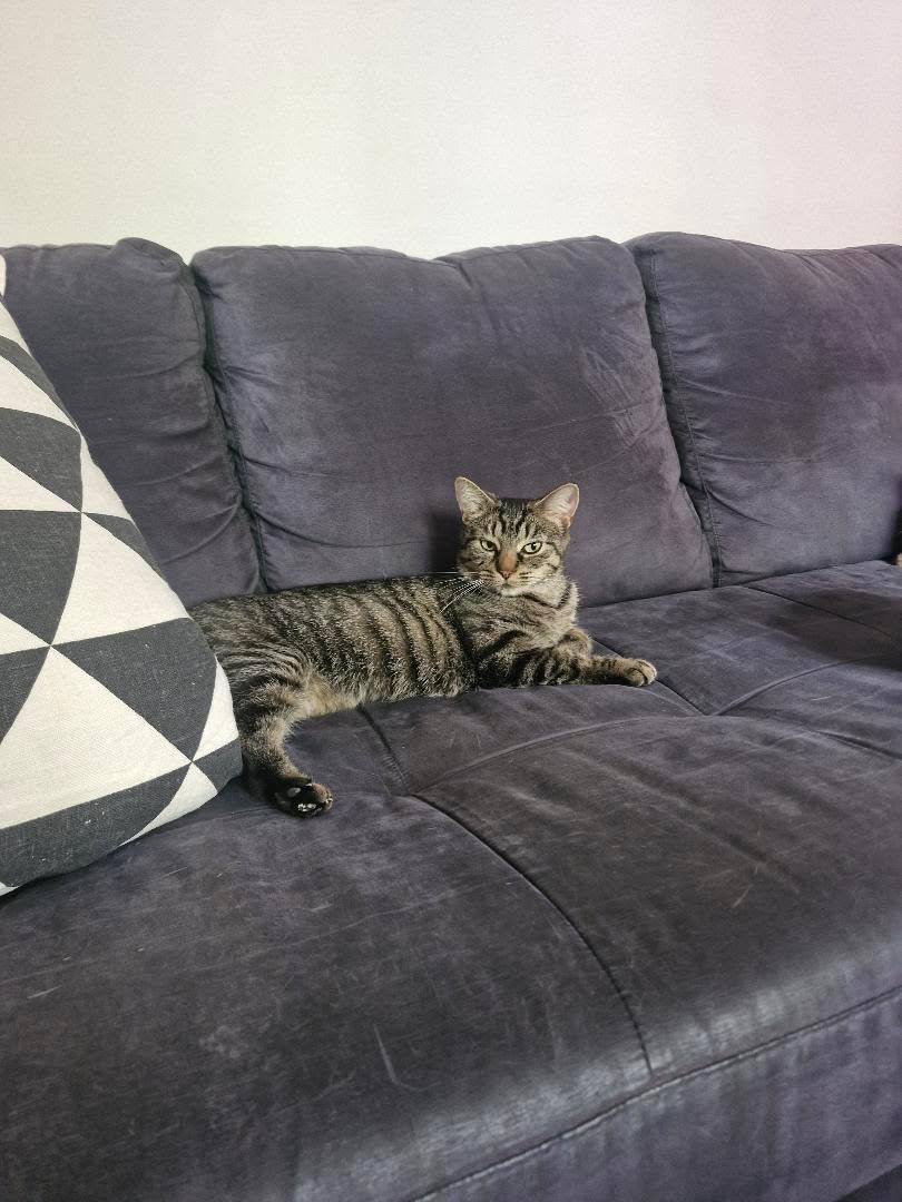 Enlarge Joséphine, a Adoptable Domestic Short Hair in Montreal, QC image 2/5