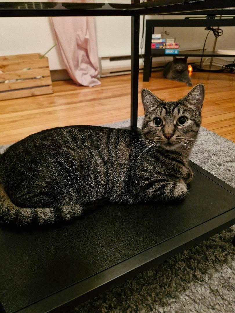 Enlarge Joséphine, a Adoptable Domestic Short Hair in Montreal, QC image 1/5