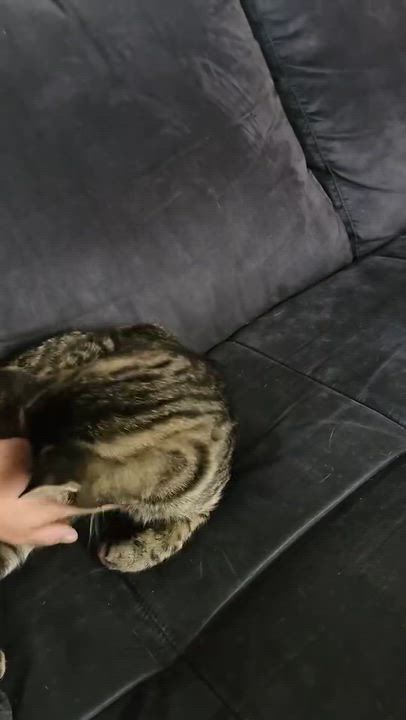 Enlarge Joséphine, a Adoptable Domestic Short Hair in Montreal, QC video 5/5