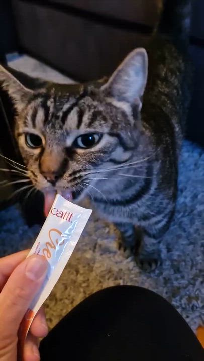 Enlarge Joséphine, a Adoptable Domestic Short Hair in Montreal, QC video 4/5