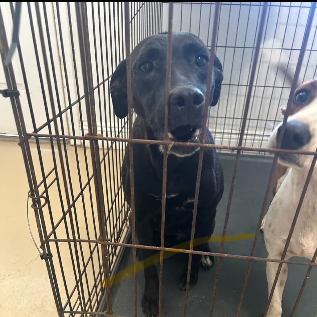 DeNae, Adoptable, Adult Female Labrador Retriever & Mixed Breed.