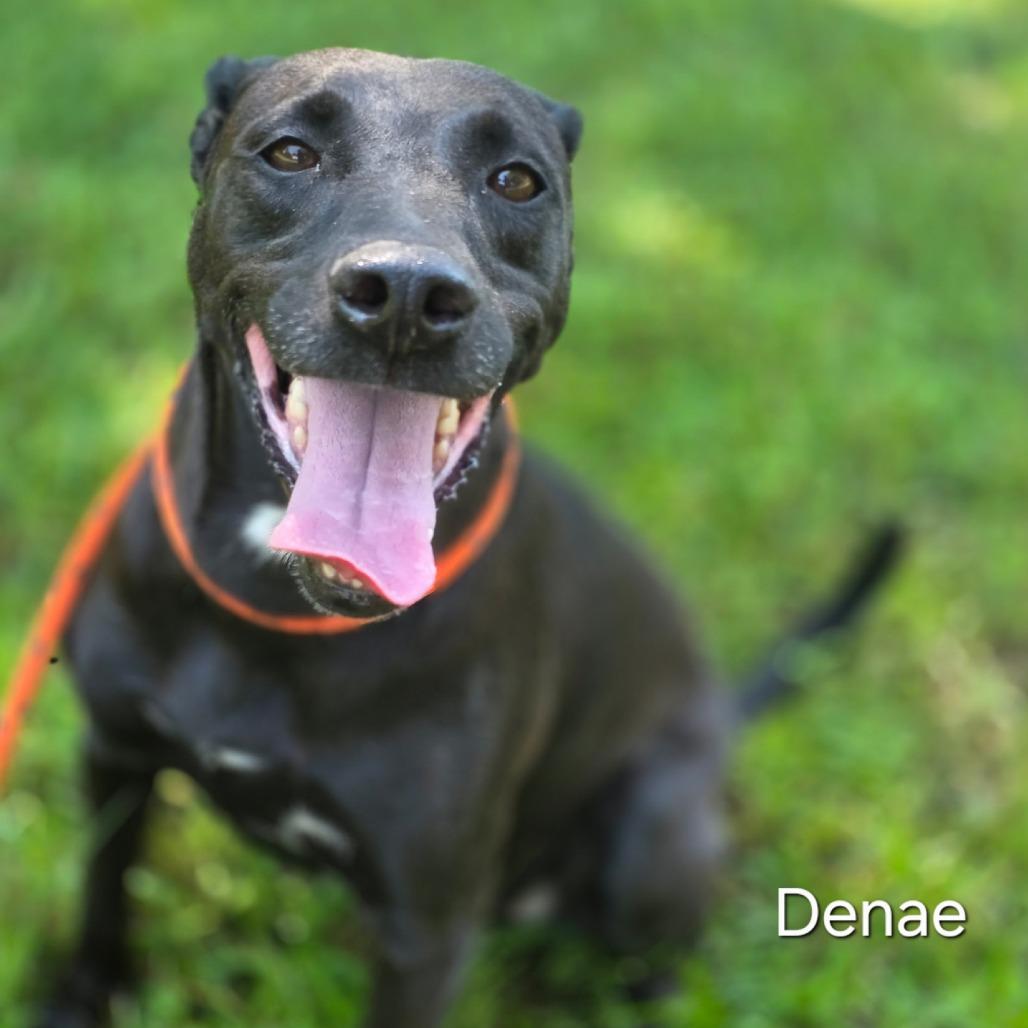 DeNae, a Adoptable mixed breed in Wiggins, MS image 2/2