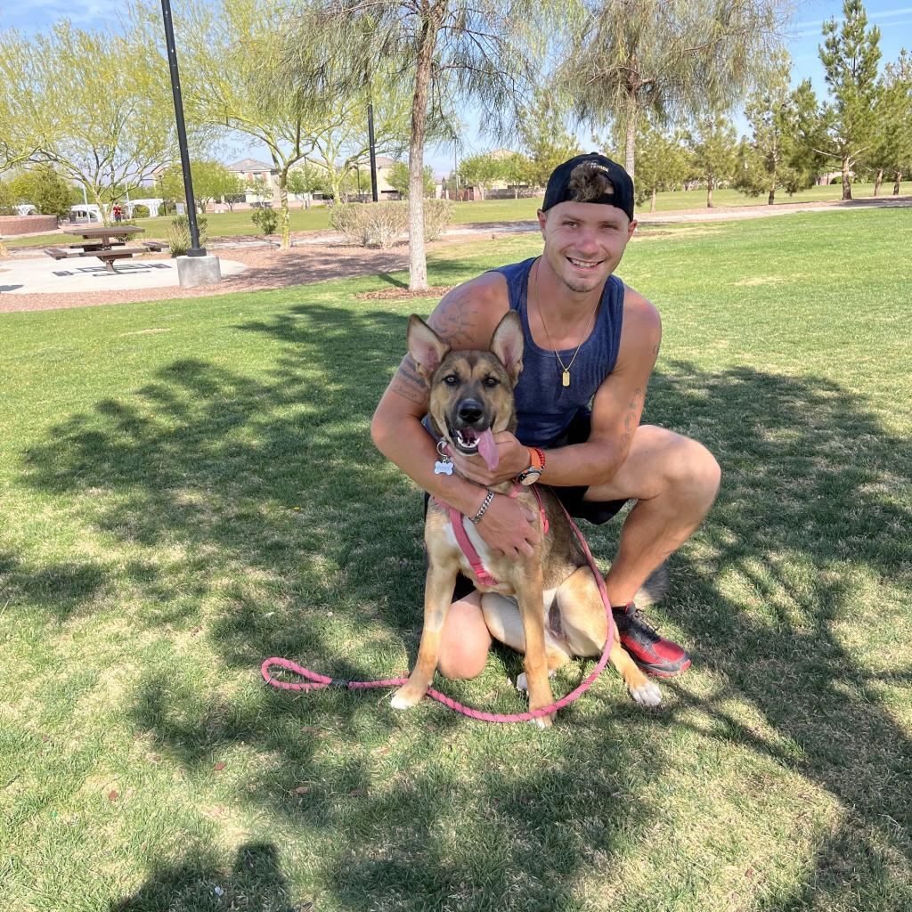 Piper, Adoptable, Adult Female German Shepherd Dog & Mixed Breed.