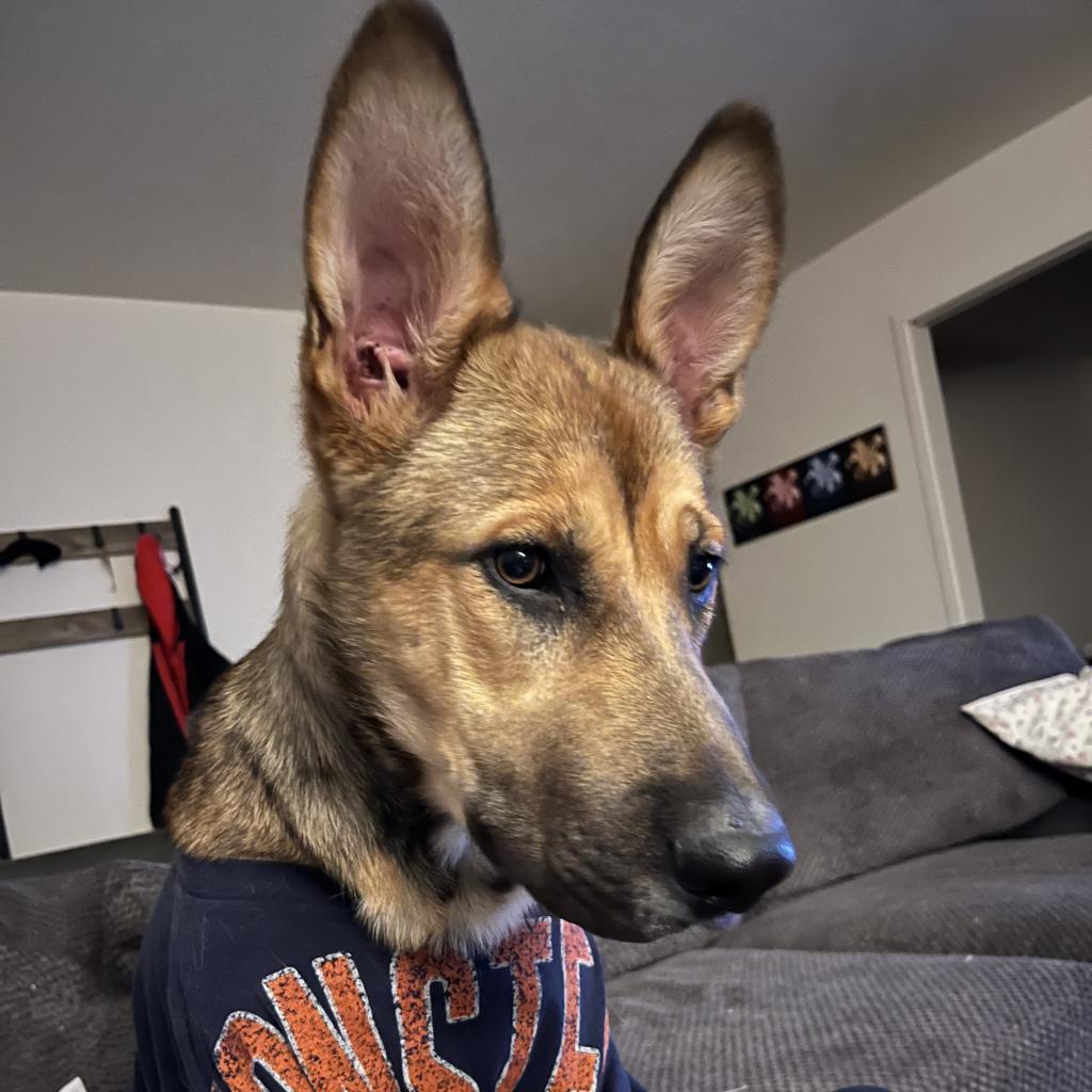 Enlarge Piper, a Adoptable mixed breed in Las Vegas, NV image 2/6