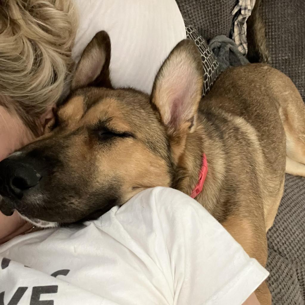 Enlarge Piper, a Adoptable mixed breed in Las Vegas, NV image 4/6