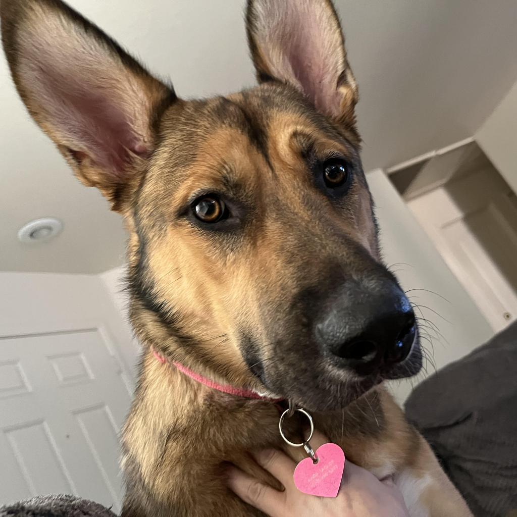 Enlarge Piper, a Adoptable mixed breed in Las Vegas, NV image 5/6