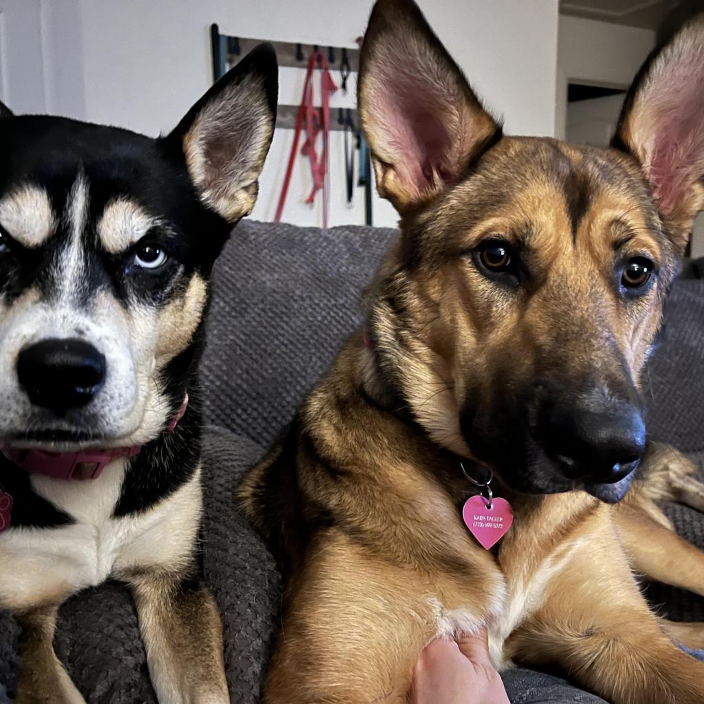 Enlarge Piper, a Adoptable mixed breed in Las Vegas, NV image 6/6