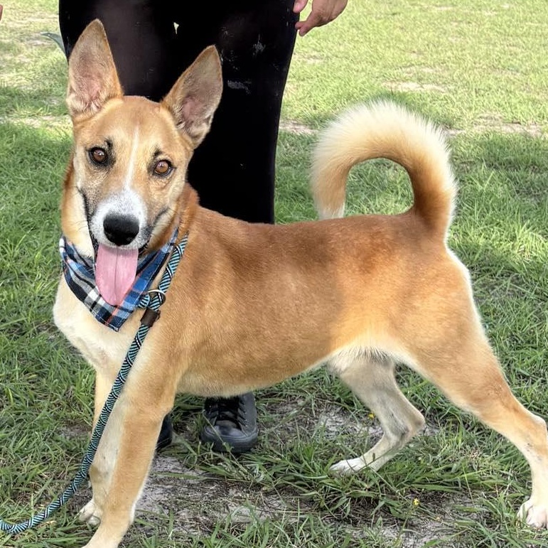 Flako — thumbnail 2