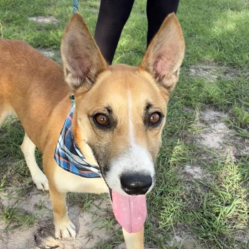 Flako — thumbnail 4