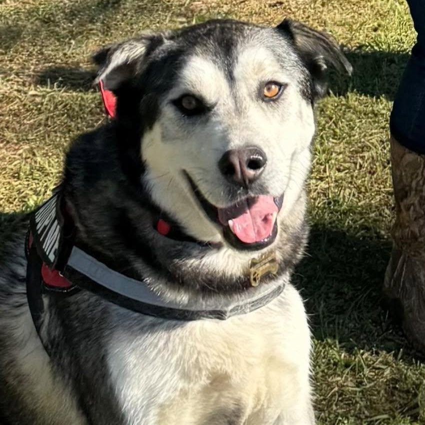 Enlarge Roscoe, an adopted mixed breed in Ragland, AL image 4/6