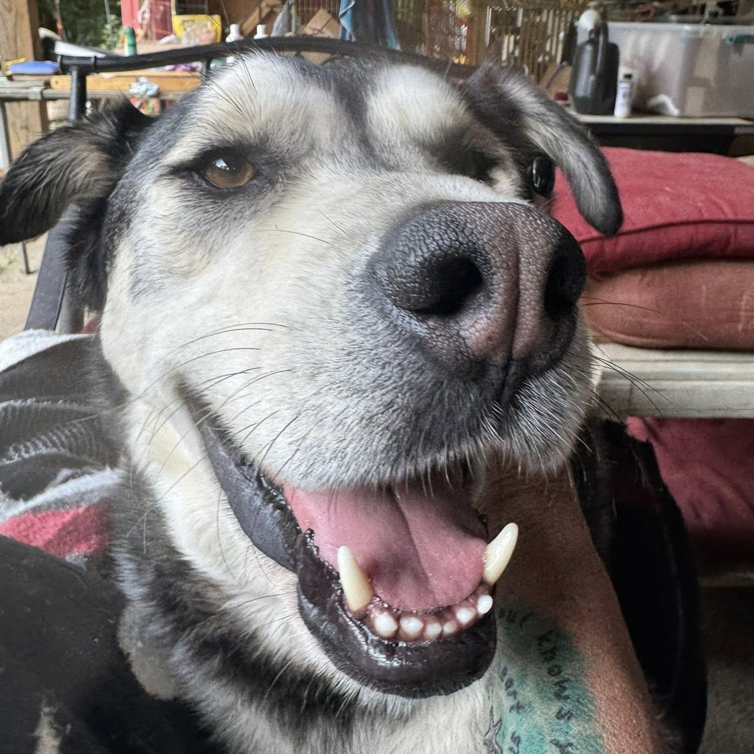 Enlarge Roscoe, an adopted mixed breed in Ragland, AL image 1/6