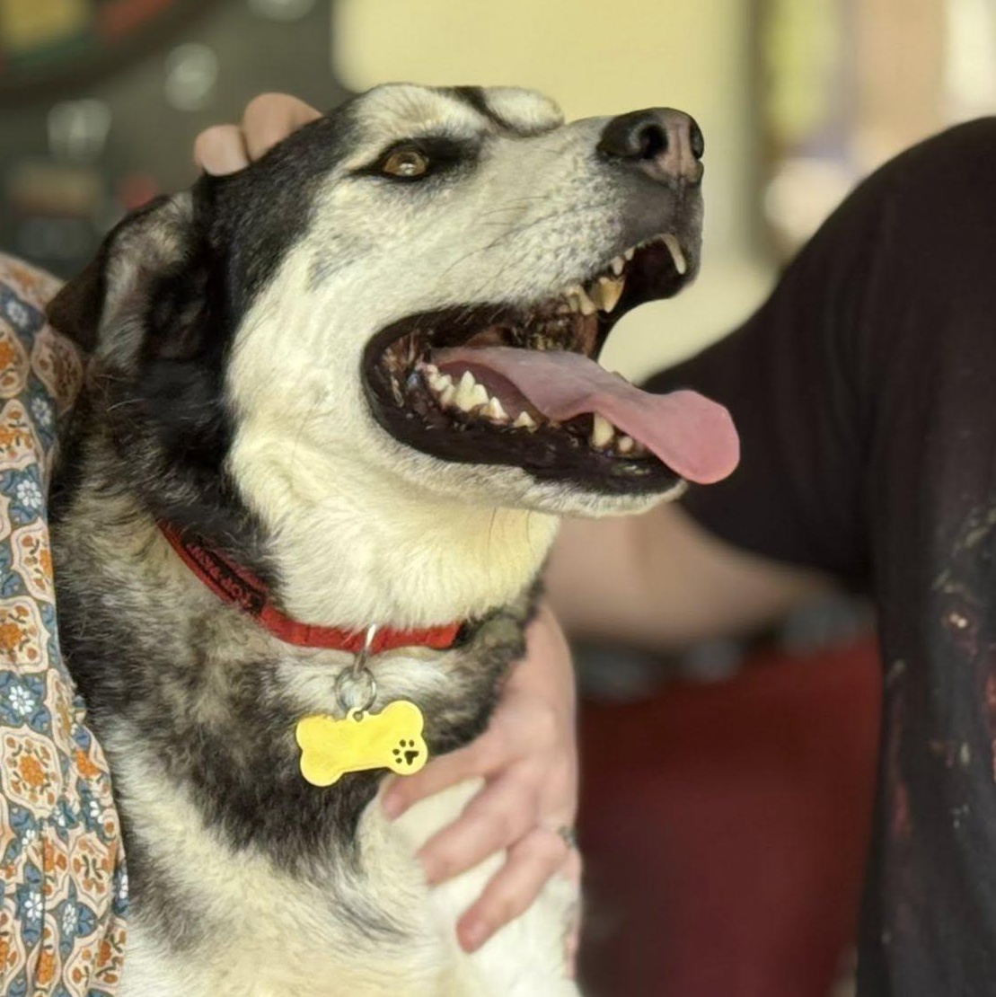 Enlarge Roscoe, an adopted mixed breed in Ragland, AL image 3/6