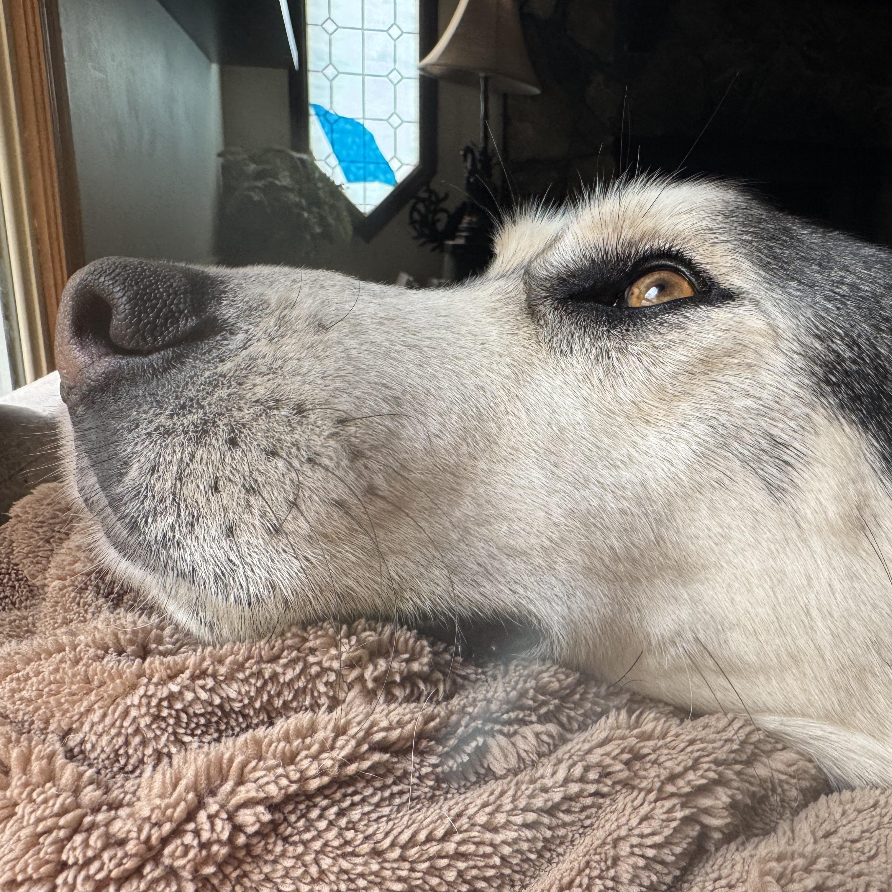 Enlarge Roscoe, an adopted mixed breed in Ragland, AL image 2/6