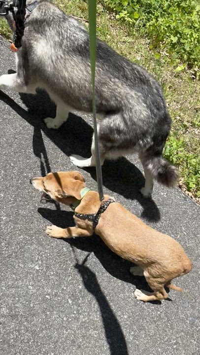 Enlarge Roscoe, an adopted mixed breed in Ragland, AL video 6/6