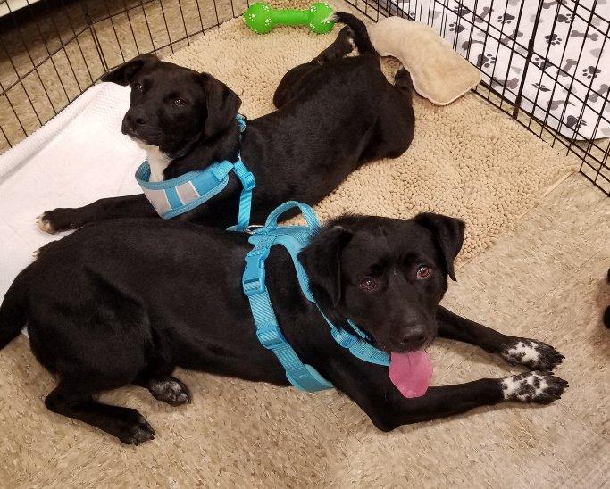 Colt, a Adoptable mixed breed in Greensboro, GA image 5/6