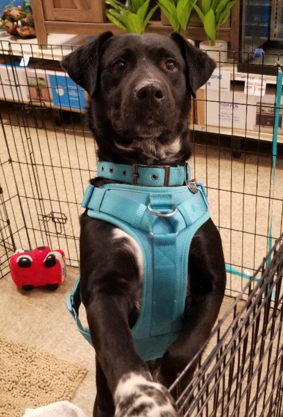 Colt, a Adoptable mixed breed in Greensboro, GA image 1/6