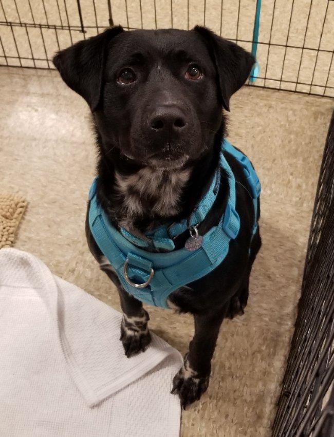 Colt, a Adoptable mixed breed in Greensboro, GA image 6/6