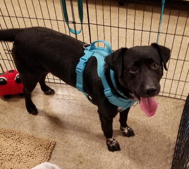 Colt, a Adoptable mixed breed in Greensboro, GA image 4/6