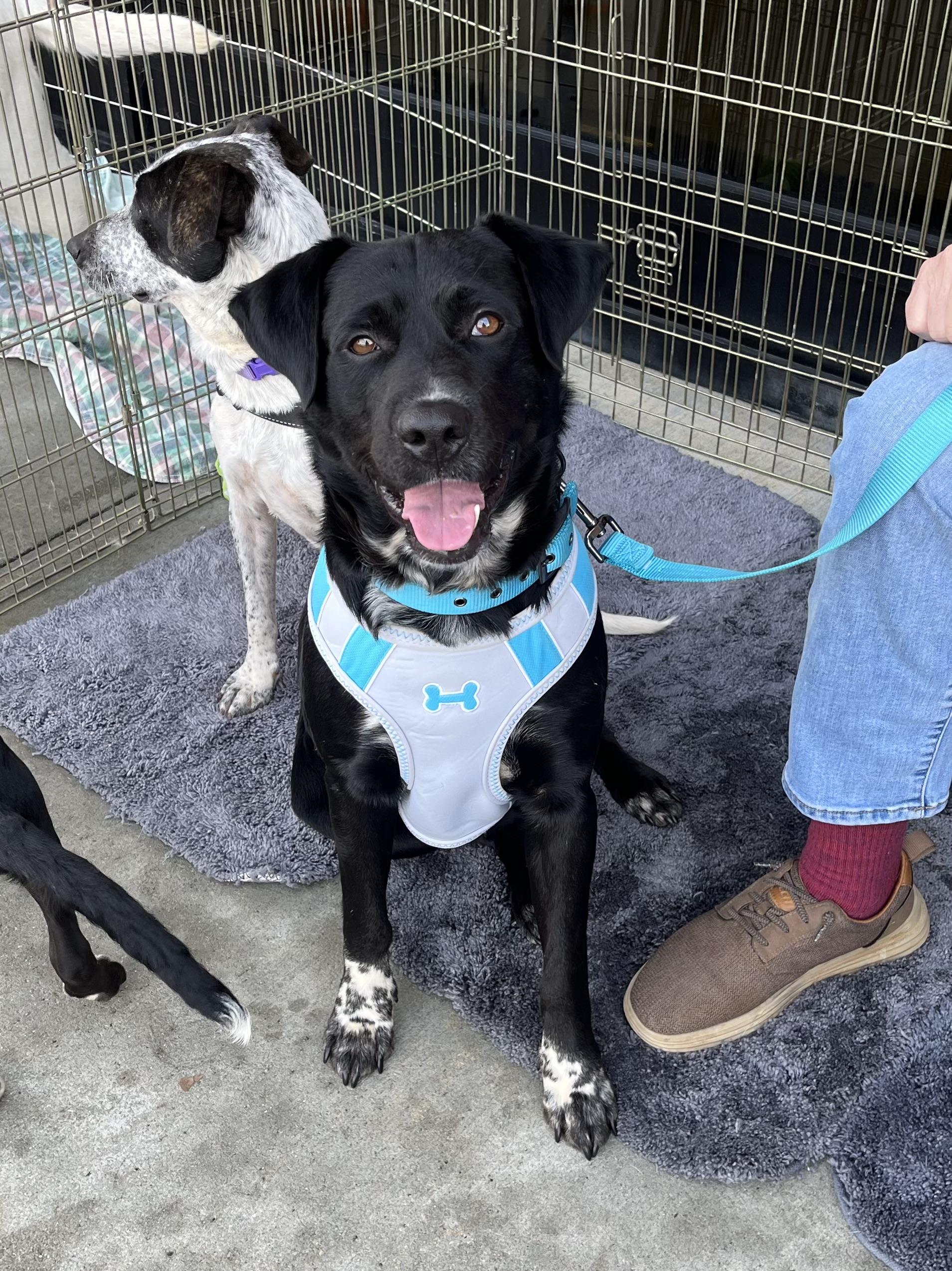 Colt, a Adoptable mixed breed in Greensboro, GA image 3/6