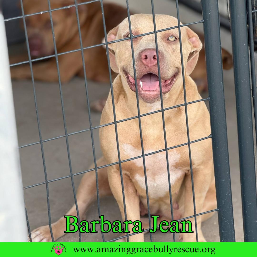 Barbara Jean (aka Honey), a Adoptable American Bulldog in Pensacola, FL image 1/2