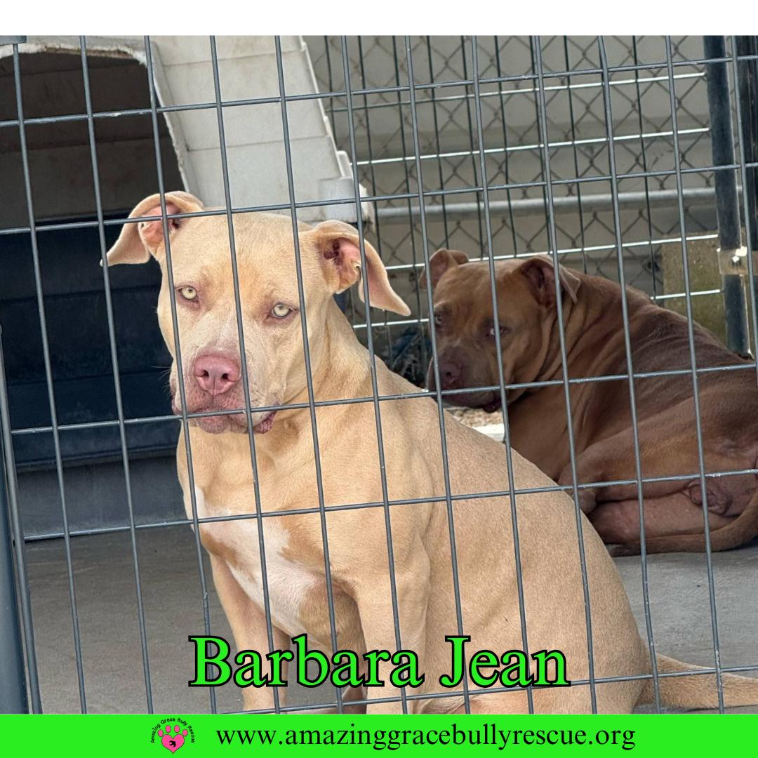 Barbara Jean (aka Honey), Adoptable, Adult Female American Bulldog.