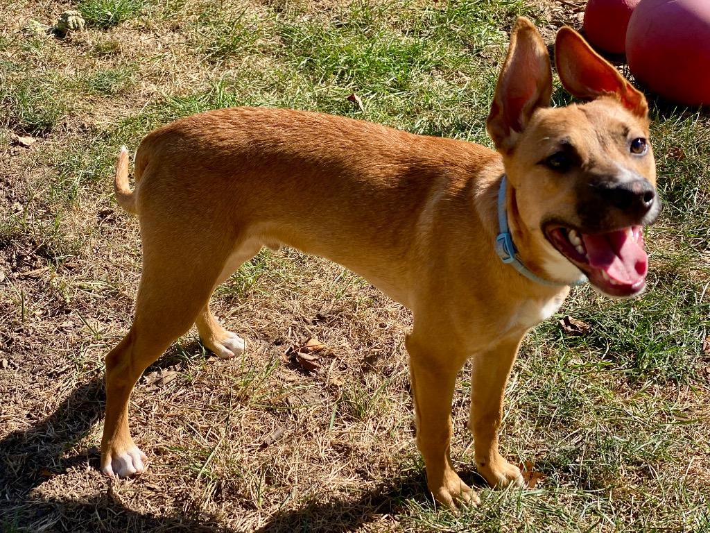 Havoc, Adoptable, Young Male Jack Russell Terrier & Mixed Breed.