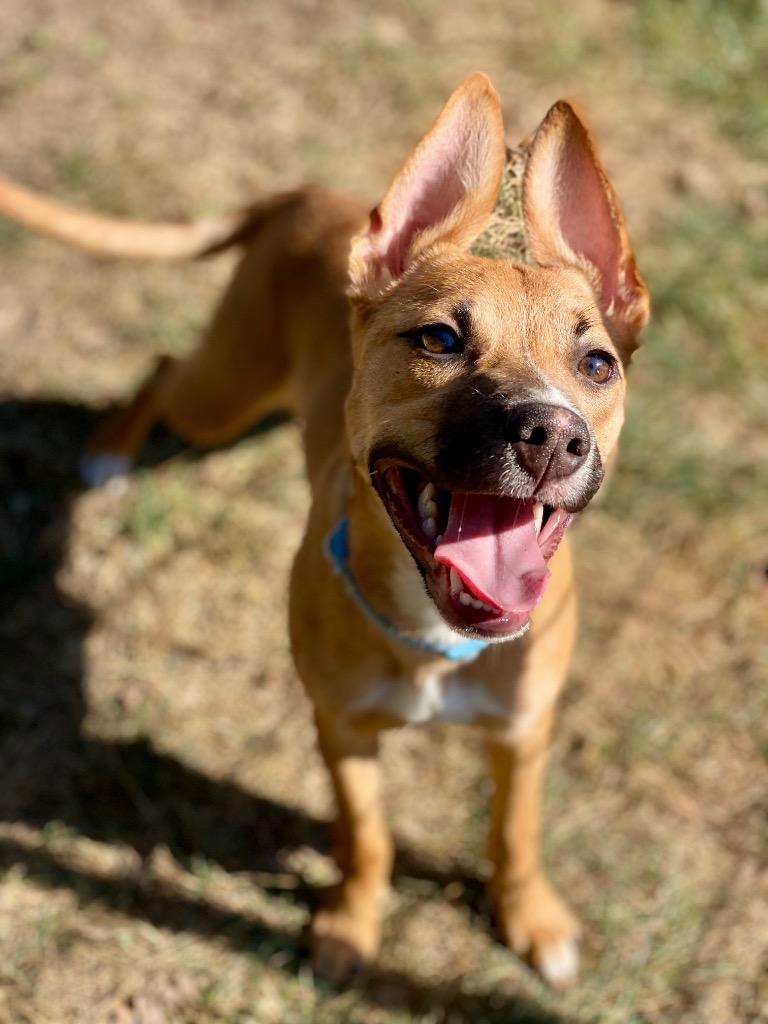 Enlarge Havoc, a Adoptable mixed breed in Urbandale, IA image 1/4