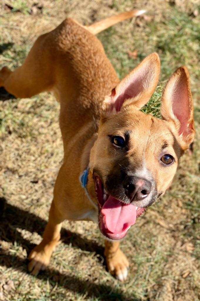 Enlarge Havoc, a Adoptable mixed breed in Urbandale, IA image 3/4