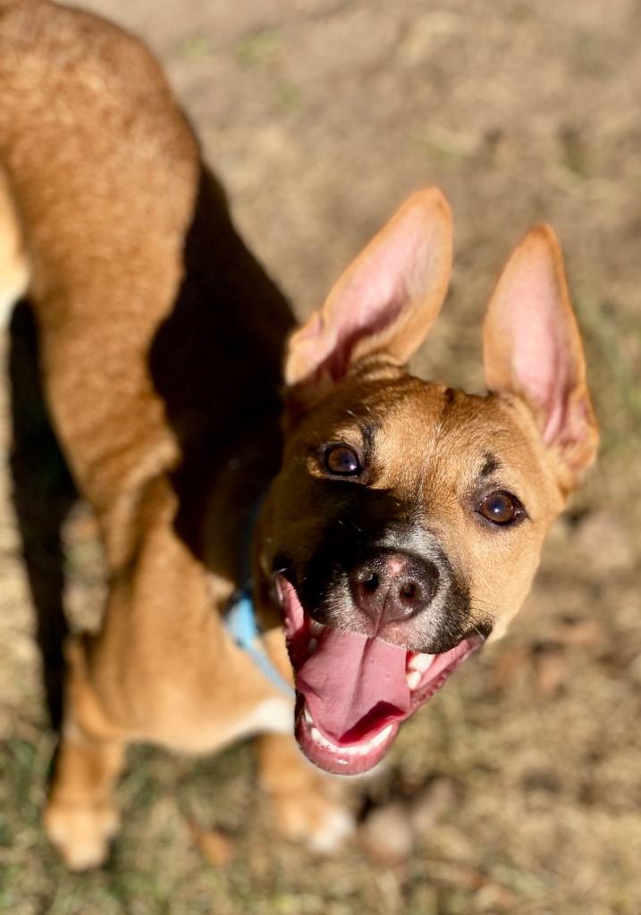 Havoc, a Adoptable mixed breed in Urbandale, IA image 4/4