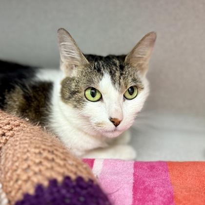 Tyra Banks, Adoptable, Adult Female Domestic Short Hair.