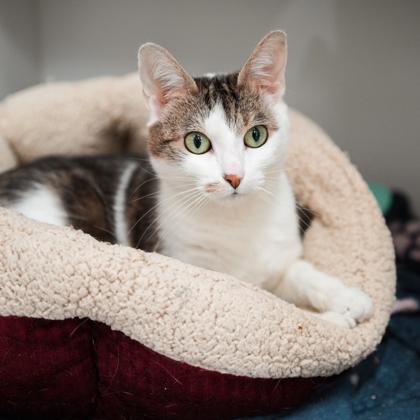 Enlarge Tyra Banks, a Adoptable mixed breed in Atlanta, GA image 2/3